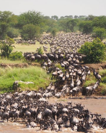 GREAT MIGRATION 